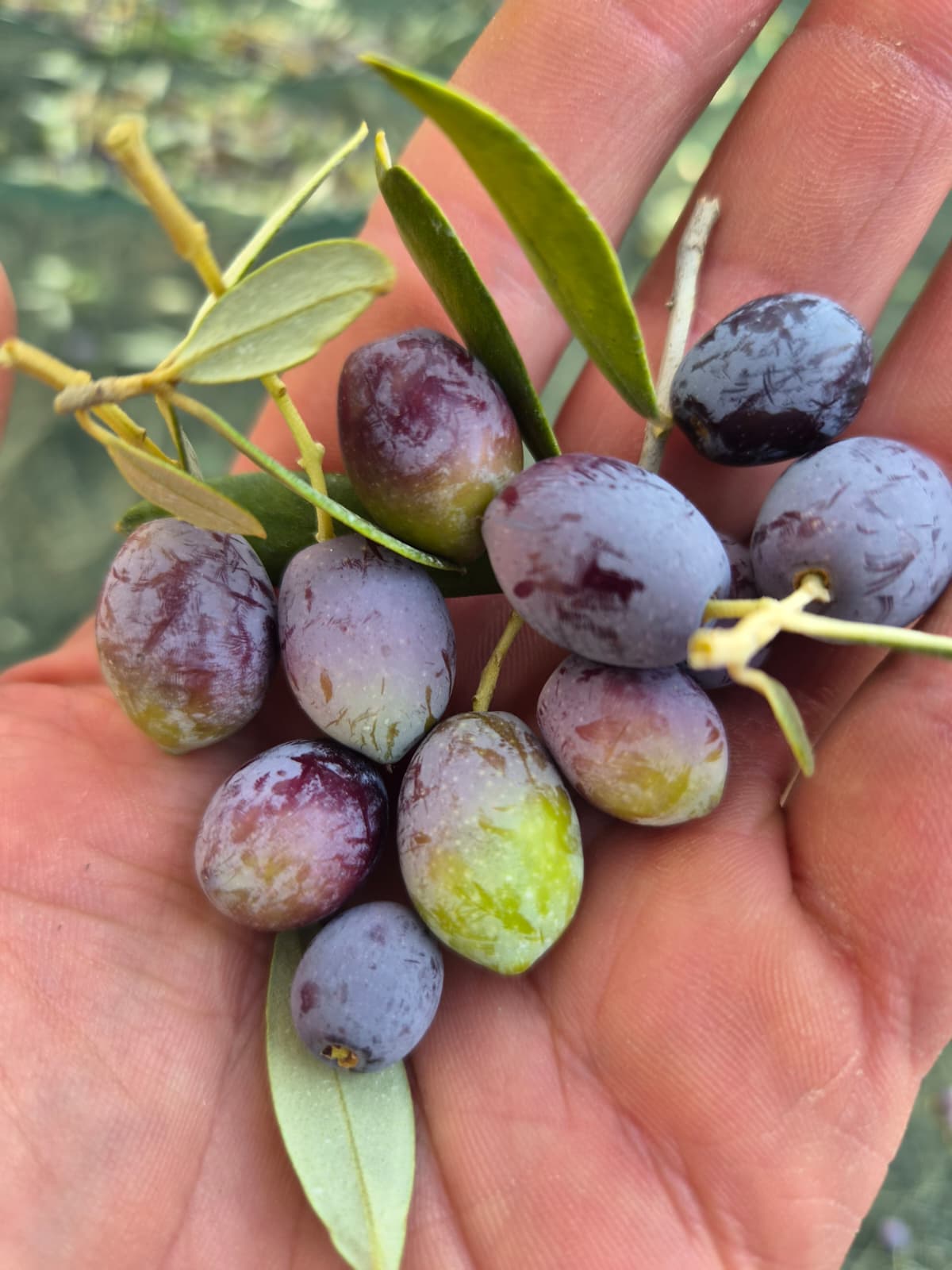 Una mano che tiene un rametto con olive in parte verdi, in parte scure