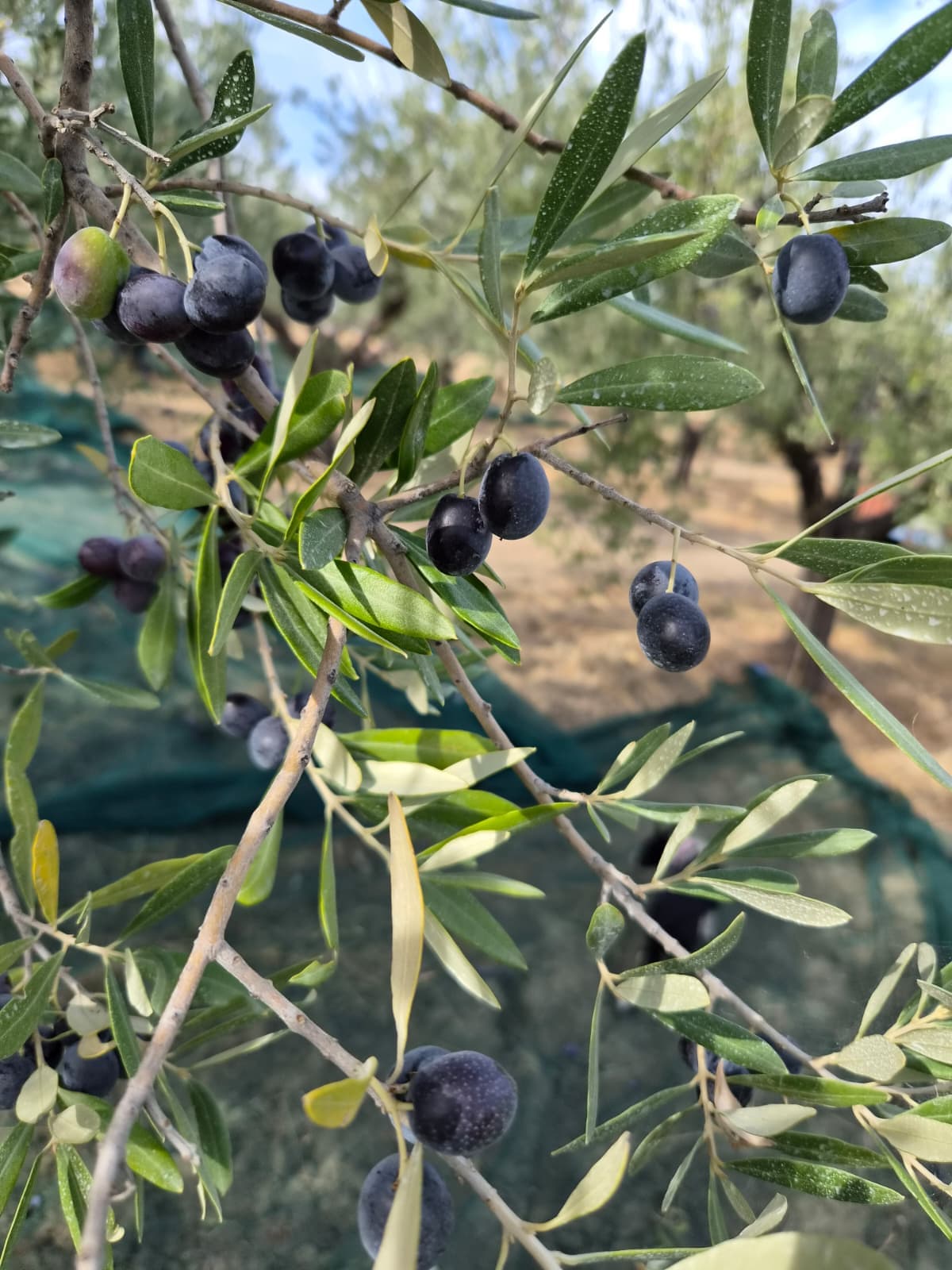 Un ramo con olive nere e foglie, l’uliveto sfocato dietro
