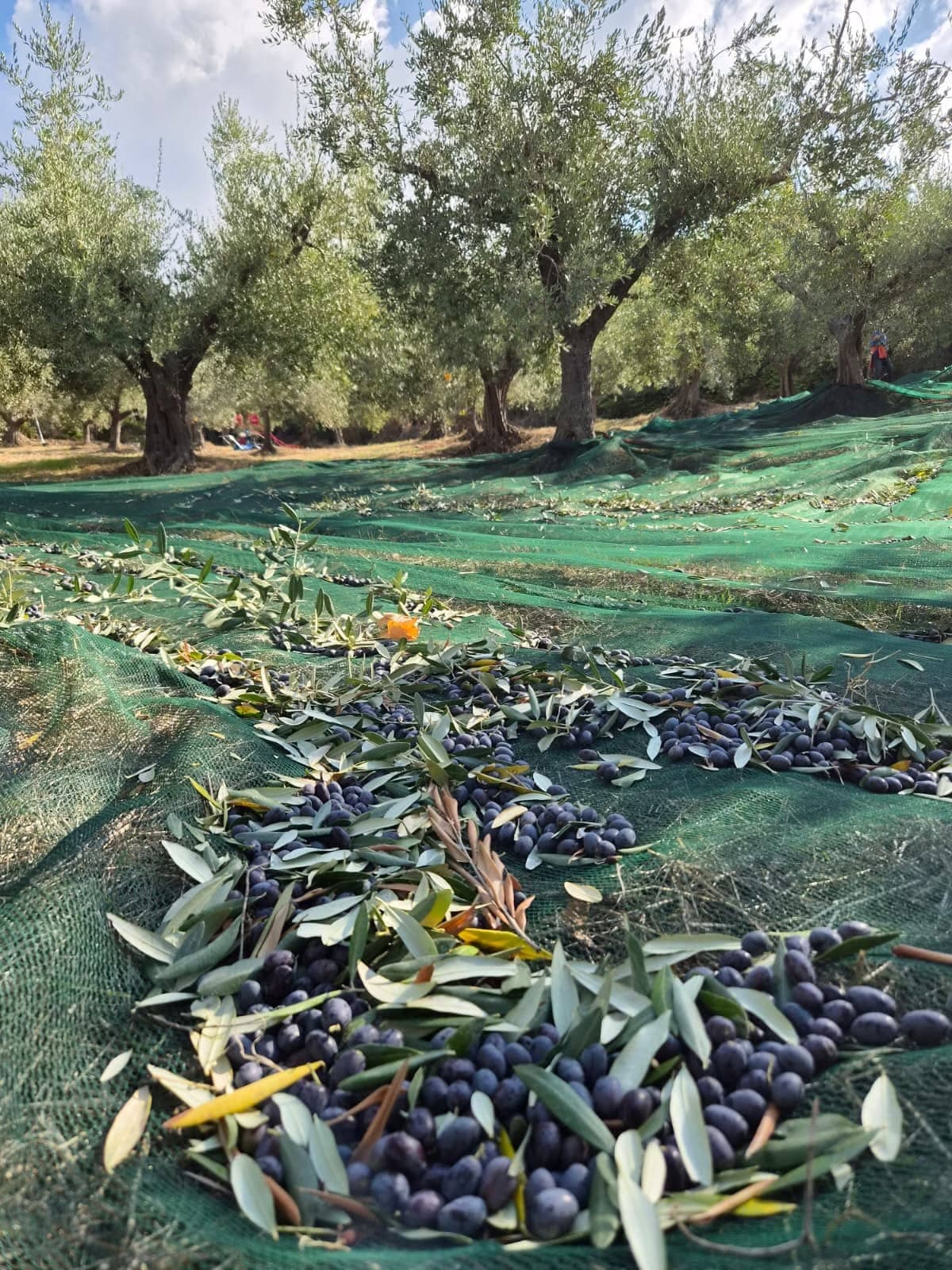 Olive nere e foglie sparse su una rete verde; dietro, gli ulivi sotto un cielo con qualche nuvola
