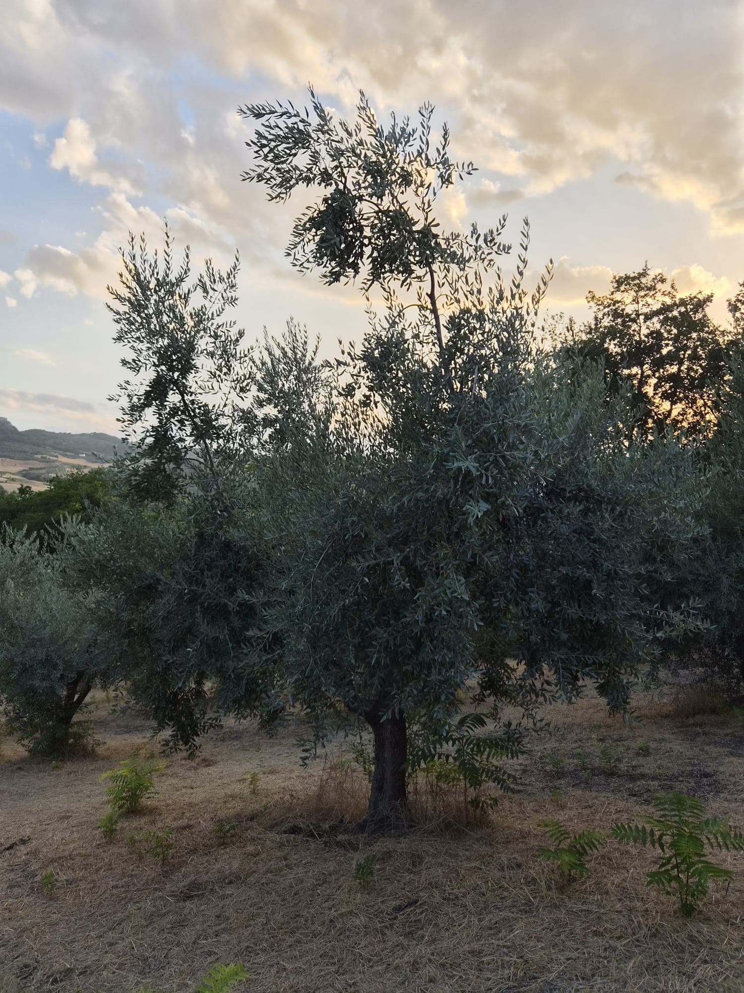 Un ulivo al tramonto, con colline e nuvole dorate sullo sfondo
